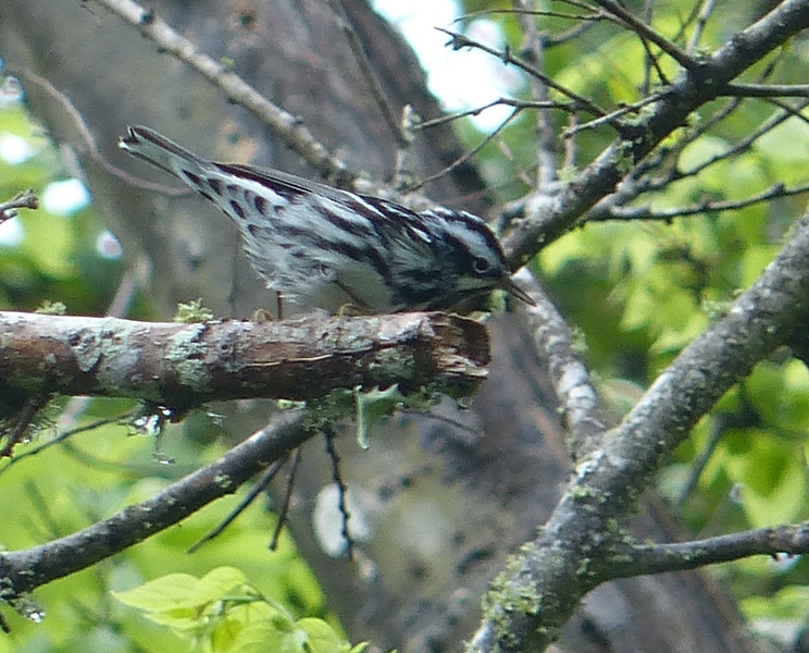 Black-and-white Warbler